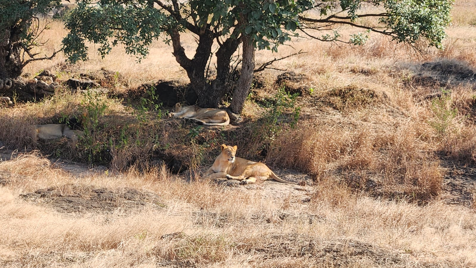 Gir- Pride of India LexHeart